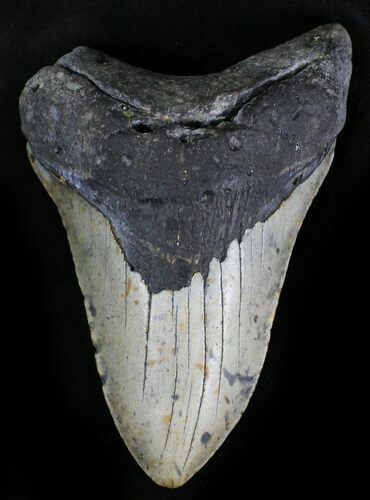 Bargain Megalodon Tooth - North Carolina #28499